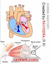 game pic for Human anatomy e-Book S60 3rd